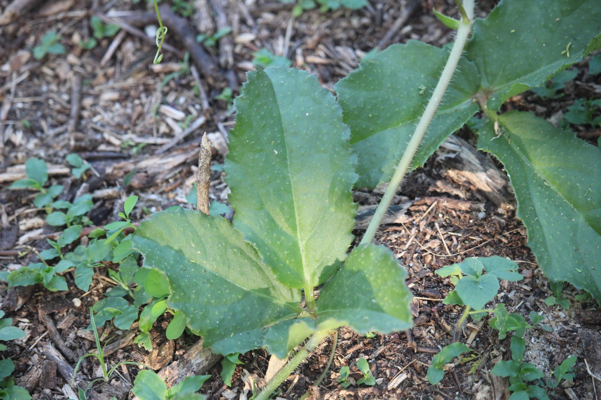 Cyphostemma setosum (Roxb.) Alston